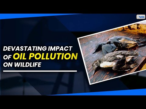 🌊See the Devastating Impact of Oil Pollution on Wildlife | Letstute