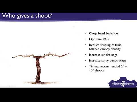 Webinar 7: Shoot Thinning of the Future