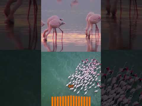 Flamingo Mysteries Unveiled: A Journey into Their World #nature #animals #shorts