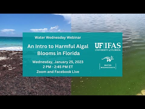 Water Wednesday - An Intro to Harmful Algal Blooms in Florida