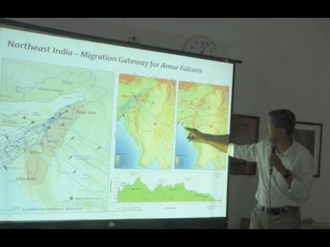 The trans-hemispheric long-distance migration of Amur Falcon