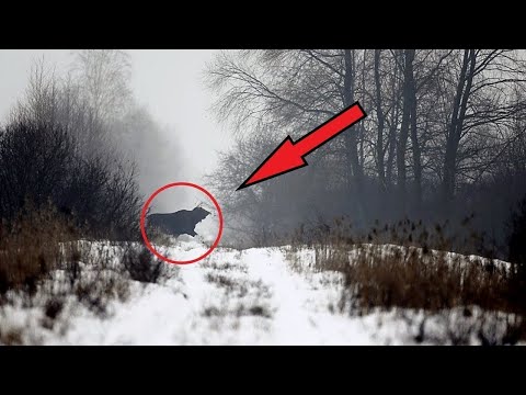 What Scientists Discovered in the Chernobyl Forest Shocked the Whole World